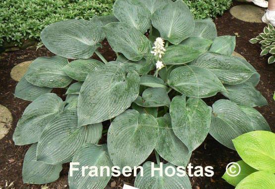 Hosta Bodacious Blue